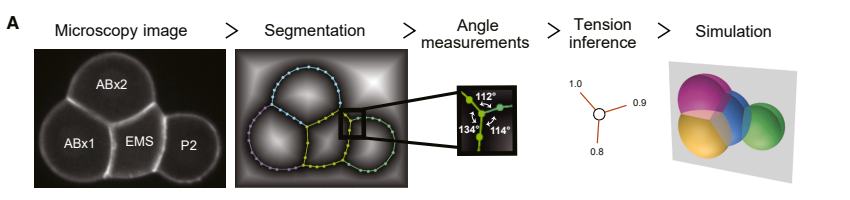 Fig.2A：从 membrane image 到 segmentation、angle measurement、tension inference 与 simulation 的 pipeline。
