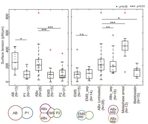 Fig.3B：静态 tension 分布及 blebbistatin/metaphase controls。