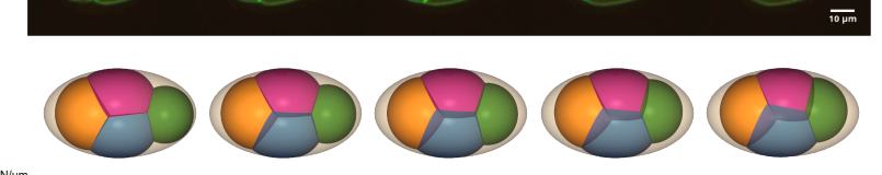 Fig.5E middle：intact embryo 的 simulated 3D shape time series。