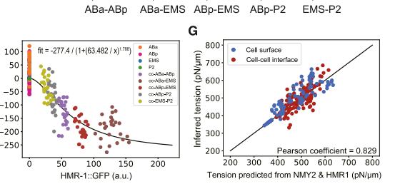 Fig.6E-G：myosin-only overprediction、HMR-1 residual Hill fit 与 combined model improvement。