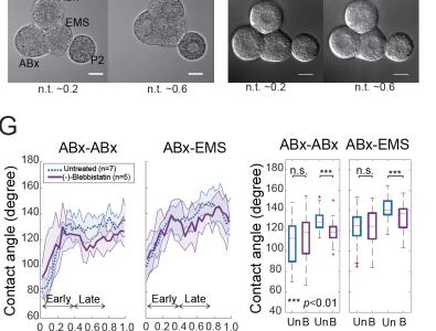 Fig. S4E-H：NMY-2-AFM relationship、late blebbistatin angle effect 与 variability hierarchy。