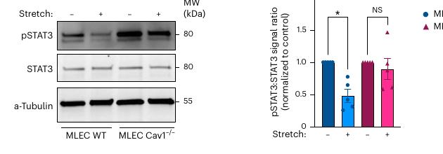 Fig.1a:pSTAT3/STAT3 blot 与定量显示 stretch 后 STAT3 activation 被压低。