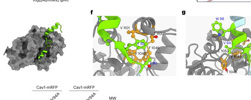 Fig.6c-g:AF3/MD candidate interface 把 Cav1 CSD 位点与 JAK1 kinase domain 联系起来。