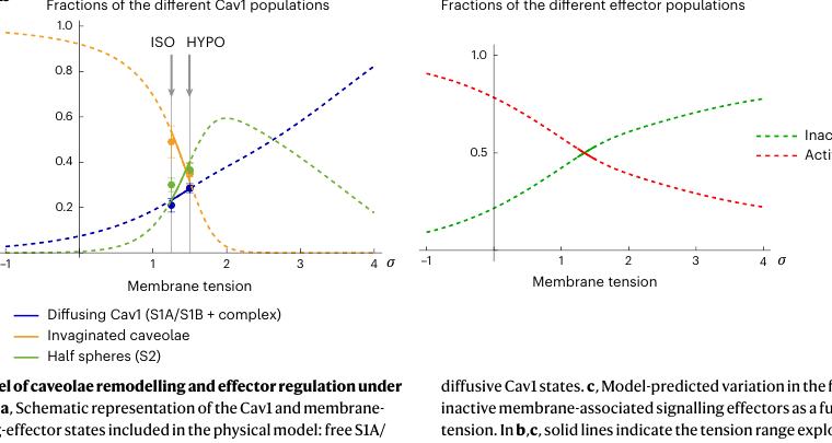 Fig.7b-c:Cav1 state fraction 与 active/inactive effector fraction 是模型的可读输出。