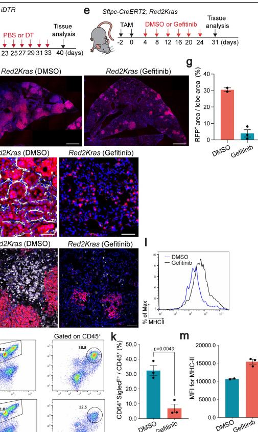 Extended Data Fig.8e-m:gefitinib disrupts tumour burden, fibrotic niche and AM remodelling in vivo。