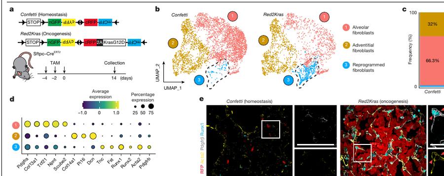 Fig.1a-d:用 Red2Kras lineage tracing 和 mesenchymal scRNA-seq 定义 reprogrammed fibroblasts。