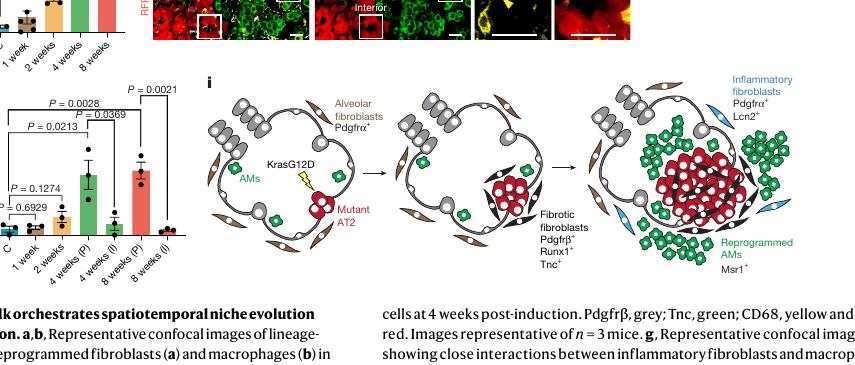 Fig.2h-i:把 fibrotic fibroblast、AM 和 inflammatory fibroblast 串成 sequential niche model。