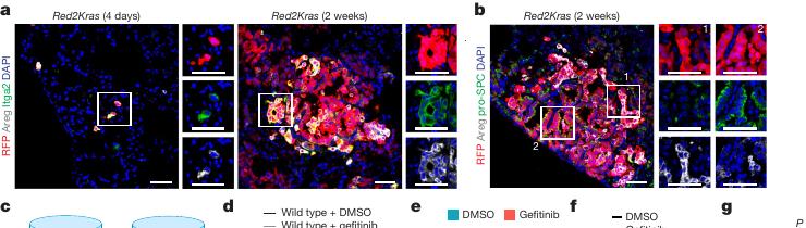 Fig.3a-b:Areg protein appears in DATP-like mutant cells early and persists during expansion。