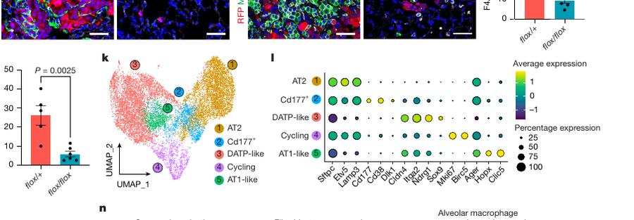 Fig.4g-j:Areg deletion diminishes Tnc+Pdgfrβ+ fibroblasts and Msr1+ macrophages。