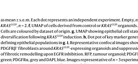 Fig.5i:human KRASG12D hAT2 organoid-induced fibroblast response is blocked by gefitinib。