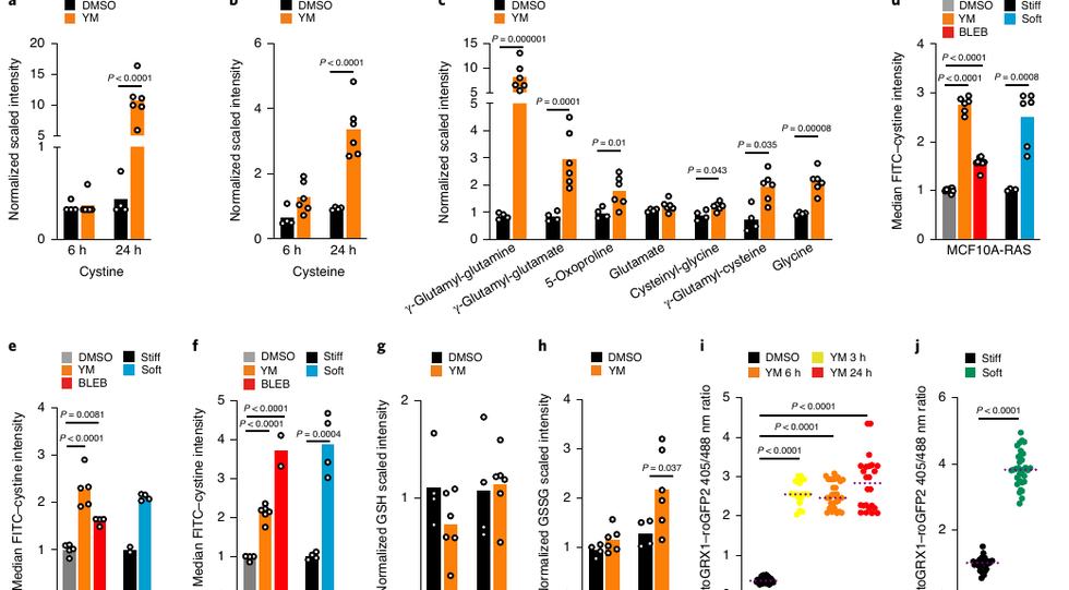 Fig.1：cystine metabolism 与 glutathione oxidation 的入口证据。