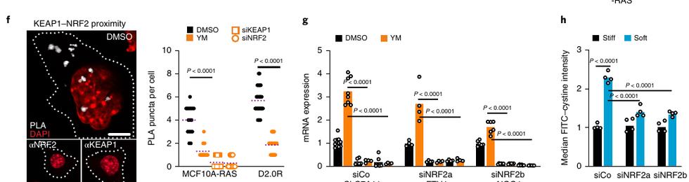 Fig.3f-h：KEAP1-NRF2 proximity、NRF2-dependent target expression 与 cystine uptake。