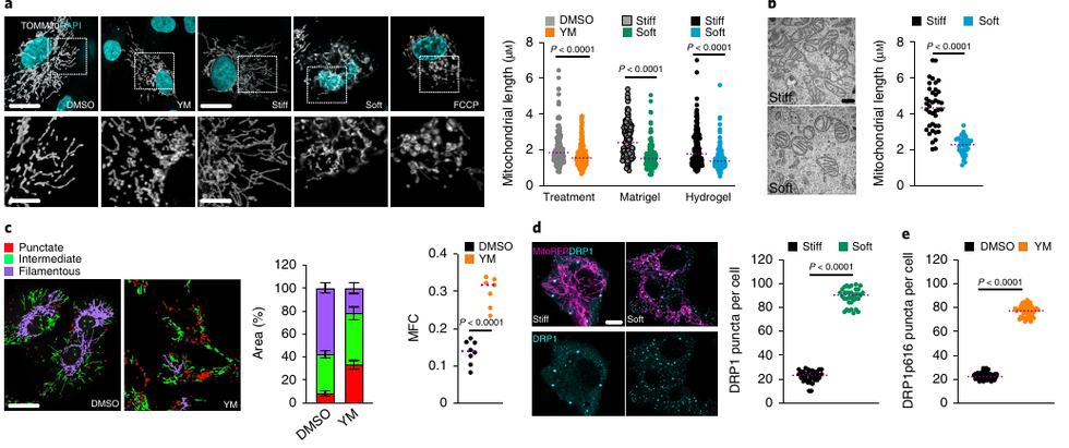 Fig.5a-e：mitochondrial morphology 与 DRP1 activation 的核心证据。
