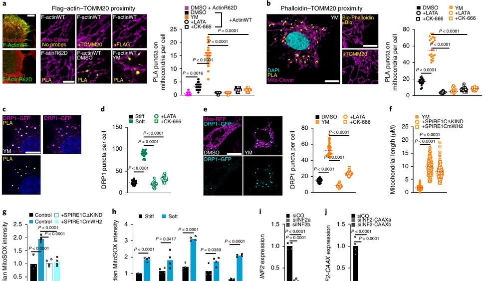 Fig.6：F-actin-TOMM20 proximity、DRP1 puncta 与 Spire1C/Arp2/3 bridge。