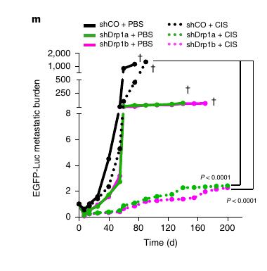 Fig.8m：DRP1 knockdown 与 cisplatin 在体内降低 metastatic burden / relapse。
