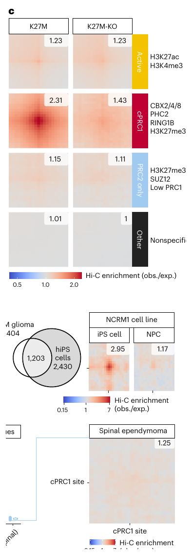 Fig.3c-f Hi-C pile-up showing cPRC1 cluster-specific Polycomb looping across models and tissues