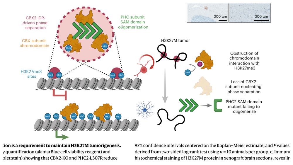 Fig.7d summary model of cPRC1 foci perturbations in H3K27M tumor state