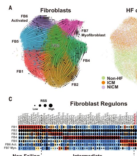 Fig.5A：Fibroblast states、两条 inferred branches 与 disease-condition distribution。