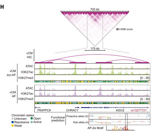 Fig.6H：rs13277721 所在 active cCRE、vCM contacts、TRAPPC9 candidate link 与 AP-2alpha motif hypothesis。