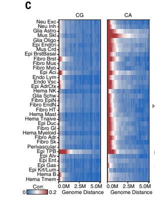 Fig.3C: CG 与 CA methylation signal 的 genomic distance correlation 展示 mCH 不是随机散点。