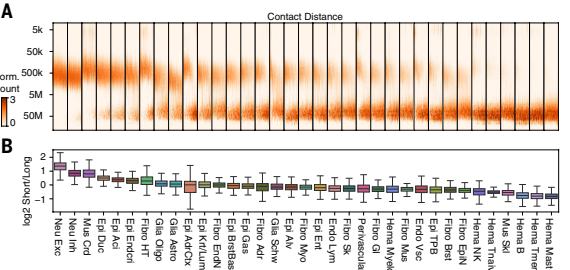 Fig.4A-B: contact-distance distributions 与 short/long ratio 定义 domain/compartment dominance。