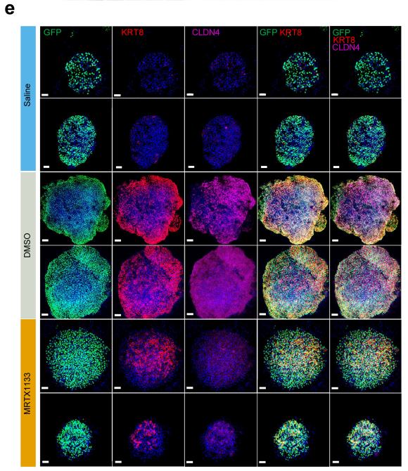 ED12d-e：MRTX1133 reduces KAC-rich organoid size and KRT8/CLDN4 signal ex vivo。