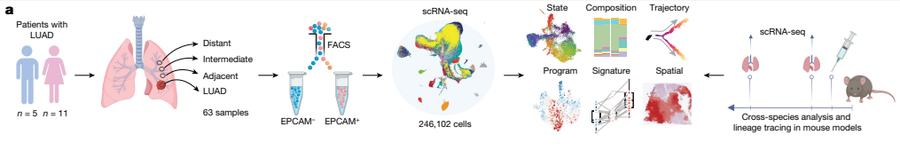 Fig.1a：多区域 human atlas、spatial validation 与 mouse lineage workflow 的整体设计。