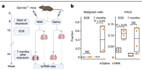 Fig.3a-b：NNK/saline time course 与 malignant/KAC fractions 显示 KAC 的 pre-tumour appearance。