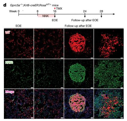 Fig.4d：NNK 后 timed KRT8 lineage label 对 normal field 与 later tumours 的贡献。