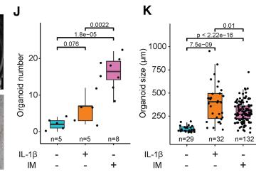 Fig.6H-K: 保留 organoid 干预与数量/大小读出，突出 IL-1β 和 macrophage exposure 的功能转折。