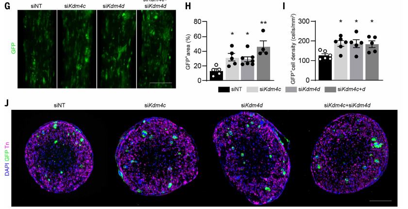 Fig.5G-J：KDM4C/KDM4D knockdown 后癌细胞面积、密度与横截面生长恢复。