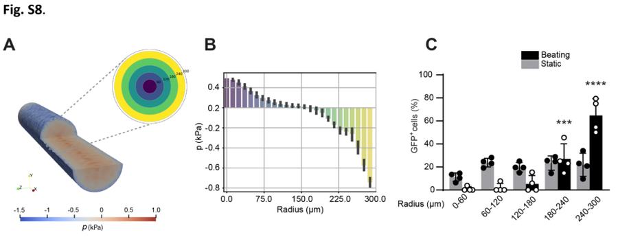 Fig. S8A-C：EHT 中心静水压力模型与 radial cancer-cell distribution；支持空间关联，不单独证明压力因果。