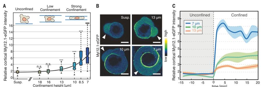 Fig.1A-C:confinement dose response 与快速 myosin II recruitment。