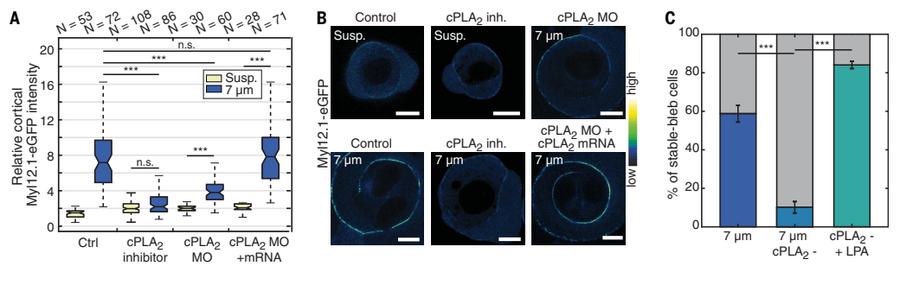 Fig.5A-C:cPLA2 necessity、mRNA rescue 与 LPA bypass。