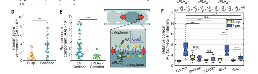 Fig.6A-C:cPLA2 nuclear localization 与跨谱系依赖。