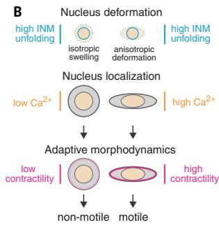 Fig.8A:不同条件在 INM unfolding x Ca2+ 参数空间中的 myosin output。