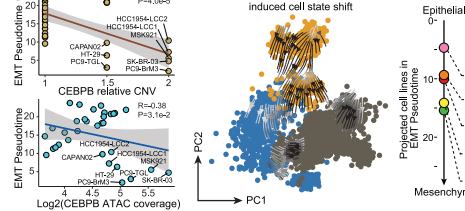 Fig.3g-h：CEBPB CNV/ATAC dosage 与 EMT pseudotime 相关，in-silico KO 推动 state shift。