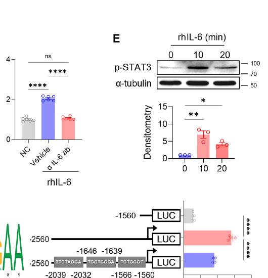 Fig.3E-F:pSTAT3 与 PIEZO1 promoter luciferase 证明 IL-6/STAT3 transcriptional priming。