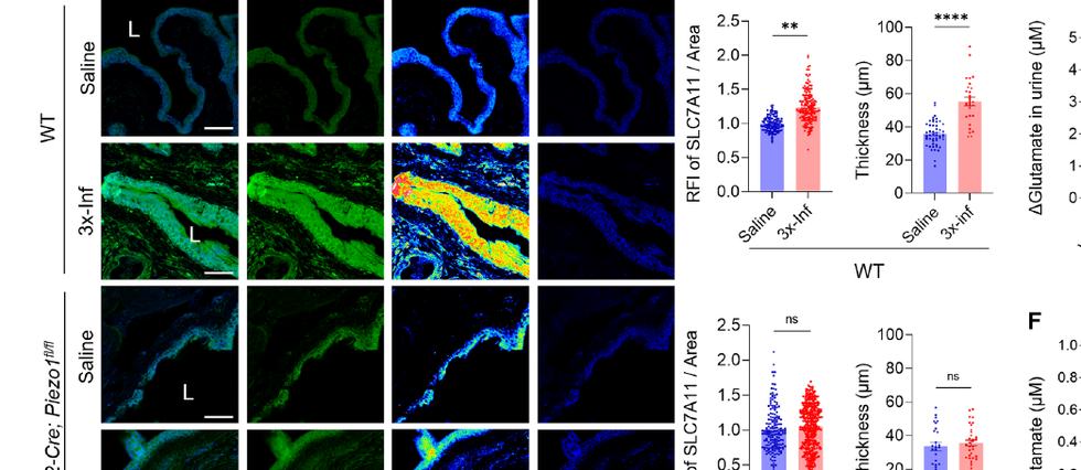 Fig.5D-F:PIEZO1-dependent in vivo SLC7A11 induction 与 urine/cell glutamate release。