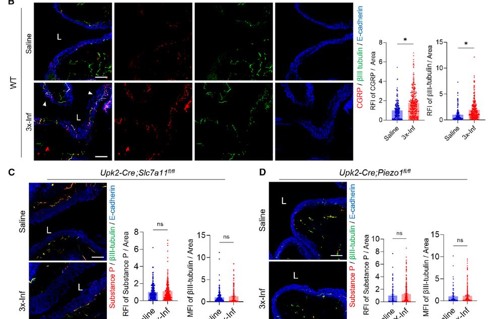 Fig.6B-D:WT 中 CGRP+/substance P+ sensory sprouting,被 Slc7a11/Piezo1 epithelial cKO 阻断。