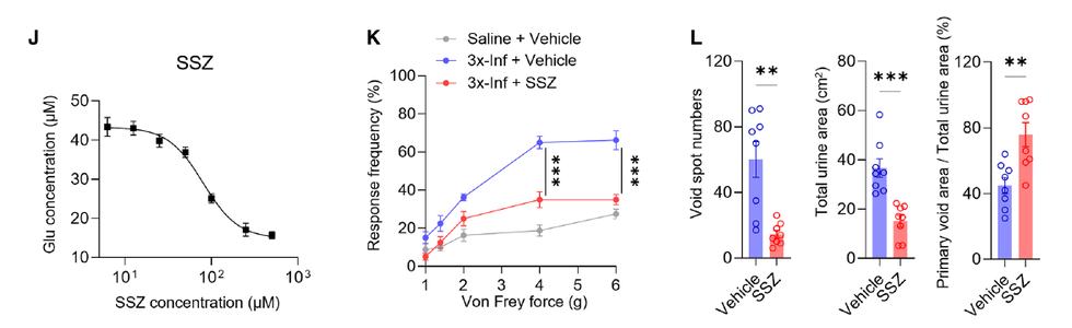Fig.7J-L:SSZ inhibits glutamate release and rescues pain/voiding readouts。