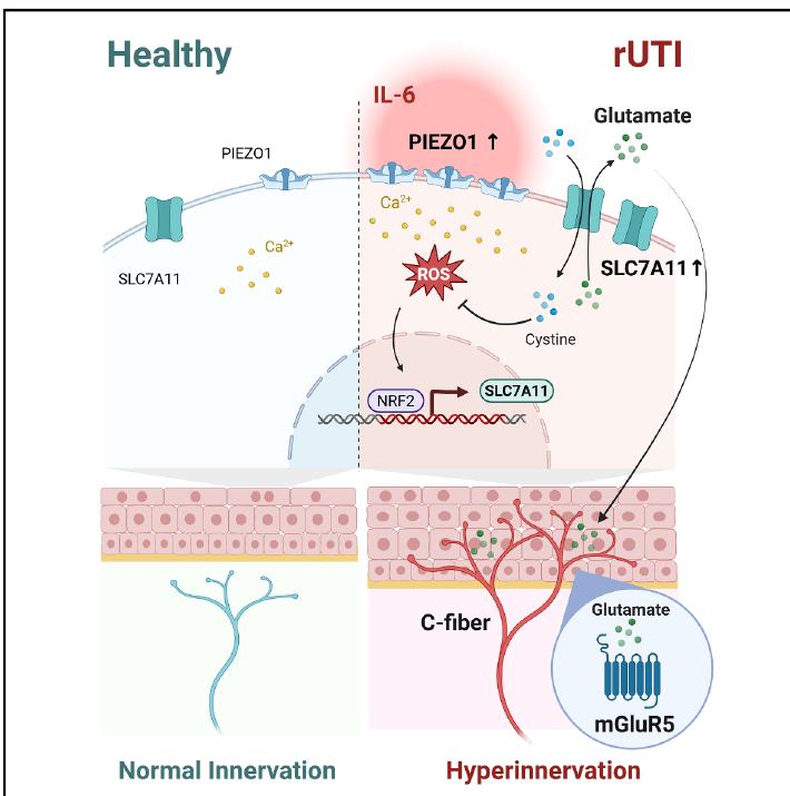 Graphical abstract:IL-6-PIEZO1-SLC7A11-glutamate axis 连接上皮机械应激与慢性膀胱疼痛。