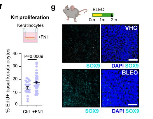 ED10f-g：可溶 FN1 提高 epithelioid EdU，而 bleomycin fibrosis 几乎不诱导 epithelial SOX9。