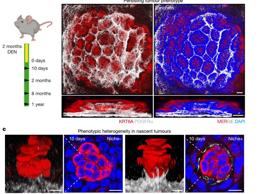 Fig.1a-c：DEN 时间线、持续病灶 stromal scaffold 与 10-day Niche-/Niche+ morphology。