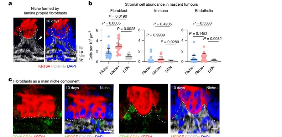 Fig.2a-c：lamina propria PDGFRalphalow niche、stromal cell abundance 与 Niche-/Niche+ 3D side views。