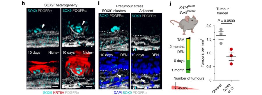 Fig.3h-j：SOX9 在 Niche+ 接触面与 pretumour cluster 中富集，并以 Krt14-CreER;Sox9 flox 测试必要性。