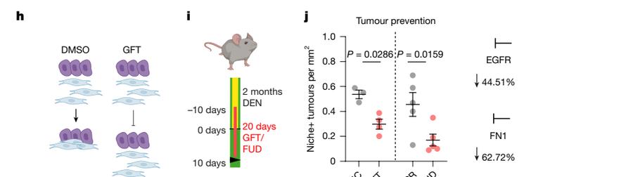 Fig.4h-j：EGFR/FN1 双向回路模型、20-day GFT/FUD protocol 与 Niche+ burden reduction。
