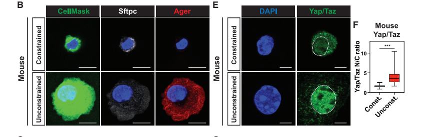 Fig.3B,E,F：constrained/unconstrained mouse AT2 的 marker、YAP/TAZ 及 nuclear-to-cytoplasmic ratio。