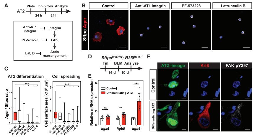 Fig.4A-C：integrin-FAK-actin perturbation cascade、AT2 morphology 与 Ager/Sftpc/cell-area readouts。