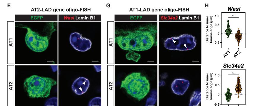 Fig.5E,G,H：Wasl 与 Slc34a2 的 AT1/AT2 oligo-FISH，以及与 inner lamina edge 的 3D distance readouts。